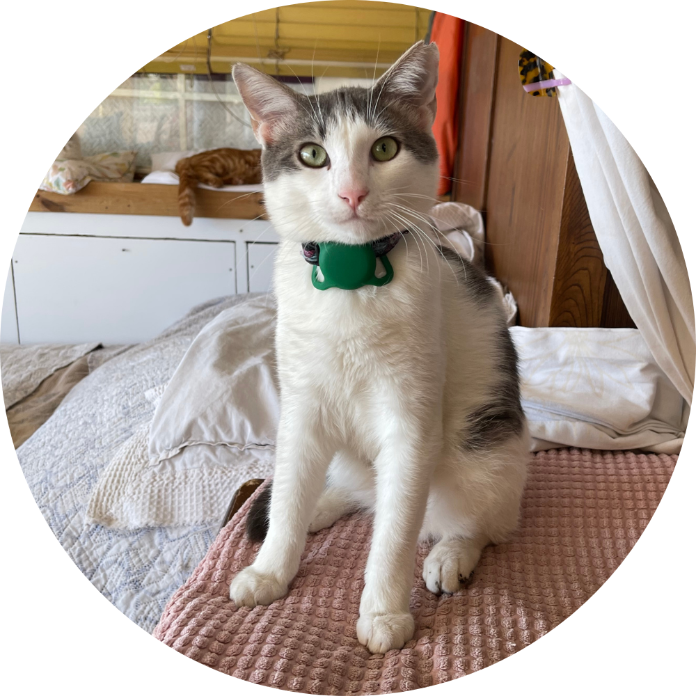 Yeşil tasmalı kedi