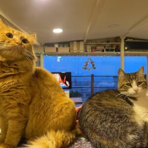 Istanbul Cat Hotel 2