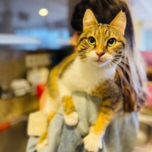 Istanbul Cat Hotel 5