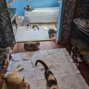 Istanbul Cat Hotel 9