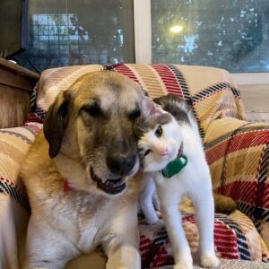 Istanbul Cat and Dog Hotel 1