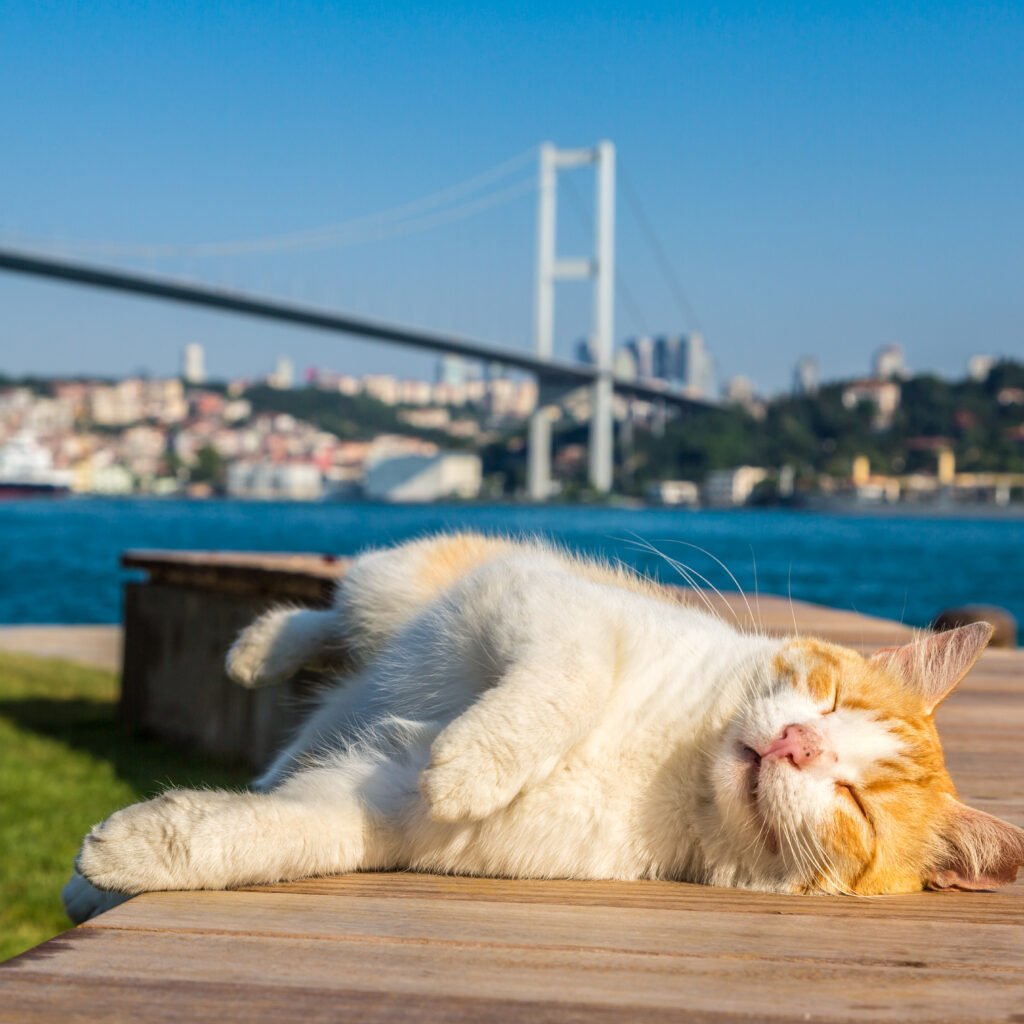Stray cat in Istanbul Turkish street cat rescue and cat adoption Turkey