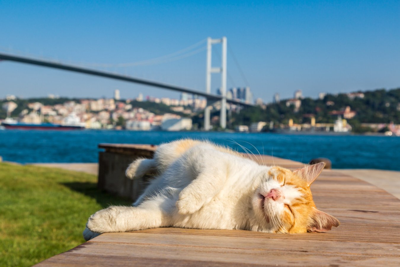 Cat and Bosporus bridge connecting Europe and Asia in Istanbul, Turkey in a beautiful summer day