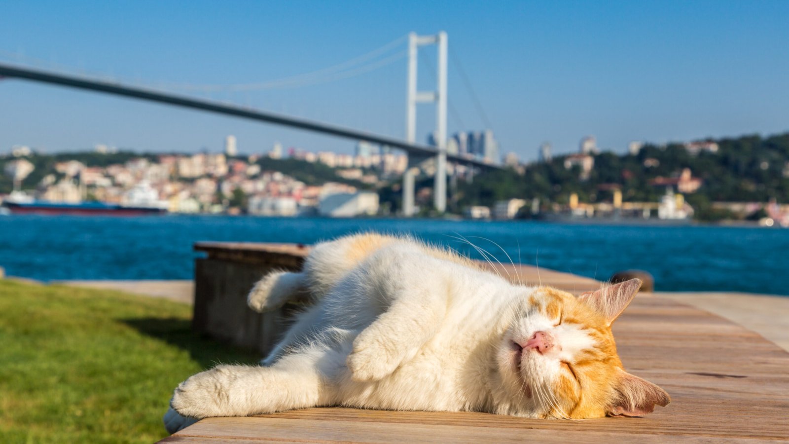 Cat and Bosporus bridge connecting Europe and Asia in Istanbul, Turkey in a beautiful summer day